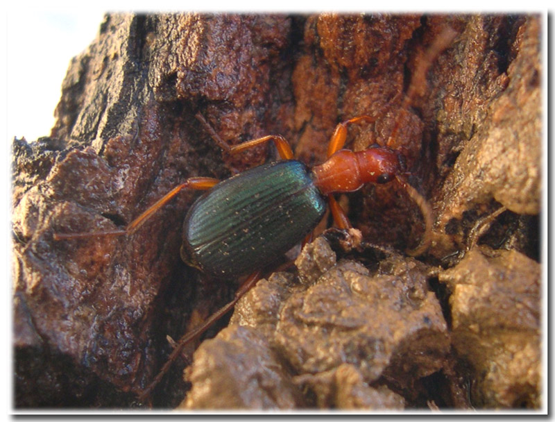 I Brachinus: coleotteri irriverenti